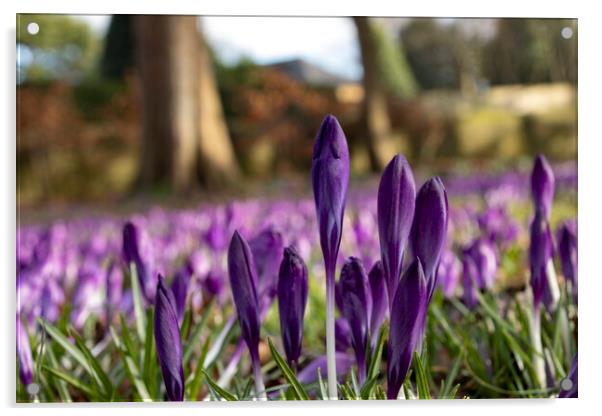 Crocus, Crocuses or Croci Acrylic by Glen Allen