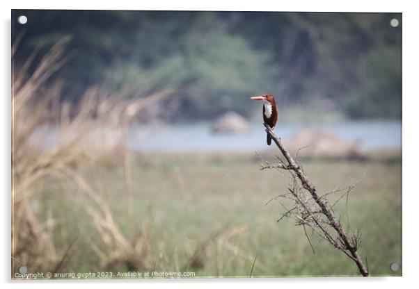 kingfisher Acrylic by anurag gupta