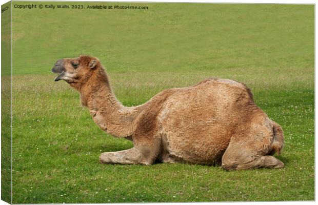 Camel couchant ! Canvas Print by Sally Wallis