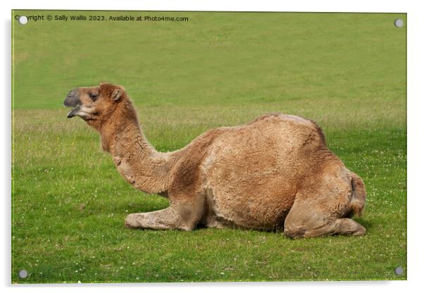 Camel couchant ! Acrylic by Sally Wallis