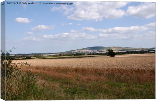 South Downs across Wheat Field Canvas Print by Sally Wallis