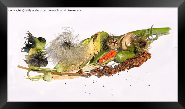 seeds for next year Framed Print by Sally Wallis