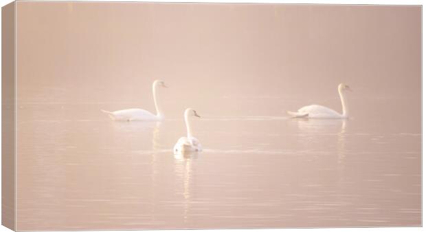 Swans in the fog  Canvas Print by Dorringtons Adventures