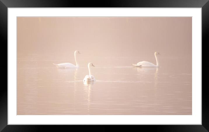Swans in the fog  Framed Mounted Print by Dorringtons Adventures