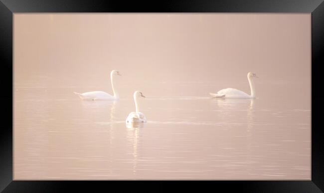 Swans in the fog  Framed Print by Dorringtons Adventures