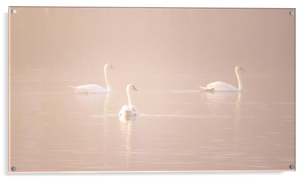 Swans in the fog  Acrylic by Dorringtons Adventures