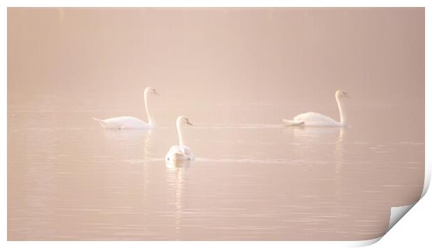 Swans in the fog  Print by Dorringtons Adventures