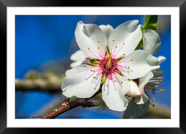 almond blossom Framed Mounted Print by Alex Winter