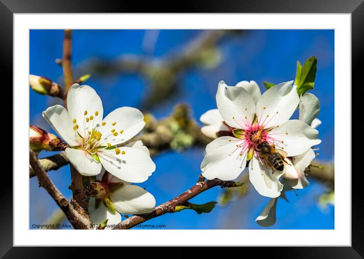 spring tree blossoms Framed Mounted Print by Alex Winter