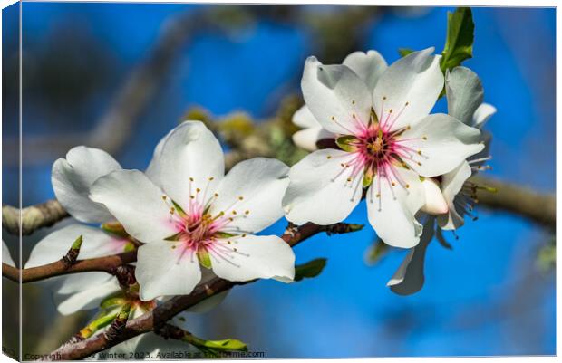 Soft blossoms on almond tree branch Canvas Print by Alex Winter