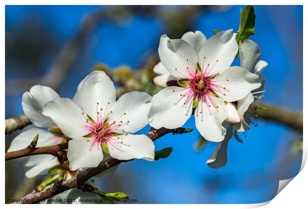 Soft blossoms on almond tree branch Print by Alex Winter