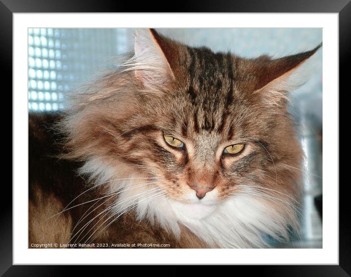 Maine Coon cat close-up Indoors Framed Mounted Print by Laurent Renault