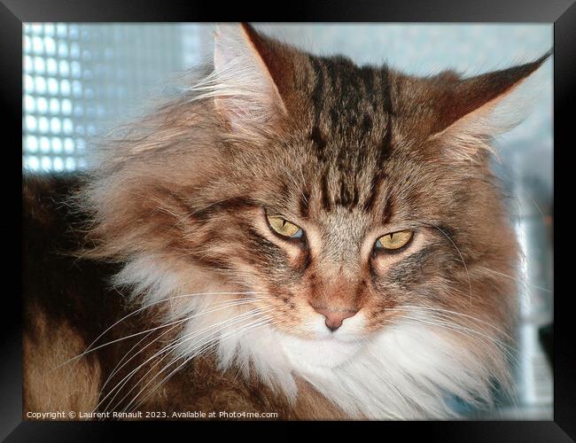 Maine Coon cat close-up Indoors Framed Print by Laurent Renault