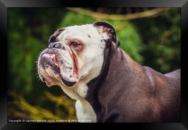 Old English bulldog in nature Framed Print by Laurent Renault