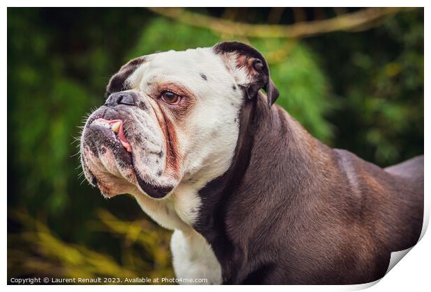 Old English bulldog in nature Print by Laurent Renault