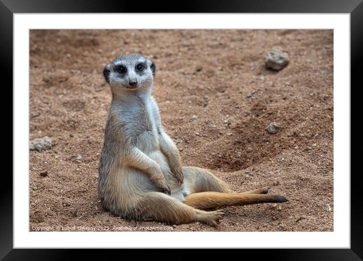 Meerkat sitting in sand, (Suricata suricatta). Framed Mounted Print by Lubos Chlubny