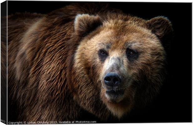 Front view of brown bear isolated on black background. Portrait of Kamchatka bear (Ursus arctos beringianus) Canvas Print by Lubos Chlubny
