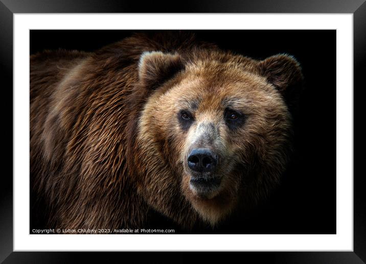 Front view of brown bear isolated on black background. Portrait of Kamchatka bear (Ursus arctos beringianus) Framed Mounted Print by Lubos Chlubny