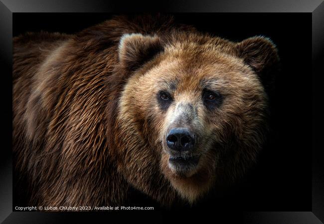 Front view of brown bear isolated on black background. Portrait of Kamchatka bear (Ursus arctos beringianus) Framed Print by Lubos Chlubny