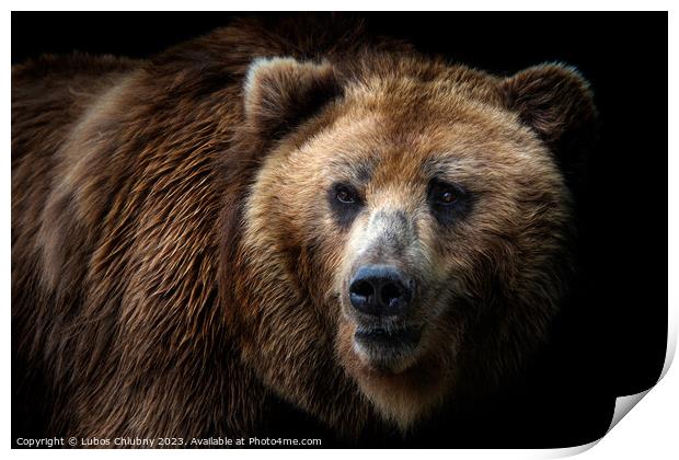 Front view of brown bear isolated on black background. Portrait of Kamchatka bear (Ursus arctos beringianus) Print by Lubos Chlubny