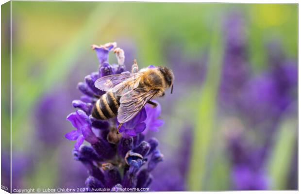 The bee pollinates the lavender flowers. Canvas Print by Lubos Chlubny