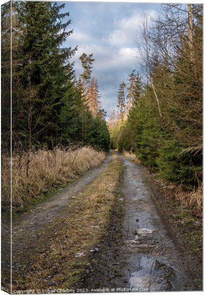 Walking path in forest. Forest road. Canvas Print by Lubos Chlubny