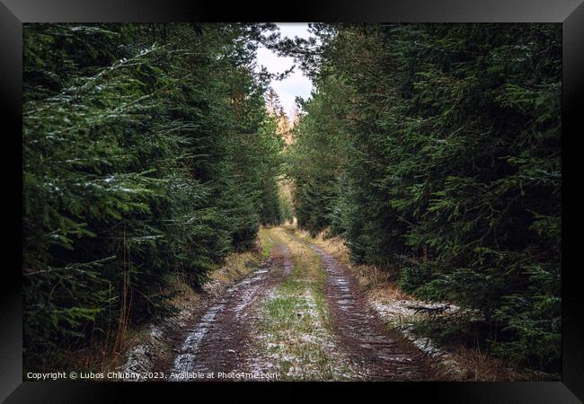 Walking path in forest. Forest road. Framed Print by Lubos Chlubny