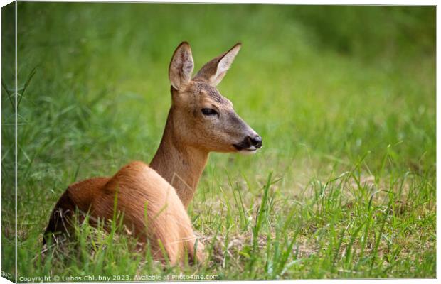 Roe deer in forest, Capreolus capreolus. Wild roe deer in nature. Canvas Print by Lubos Chlubny