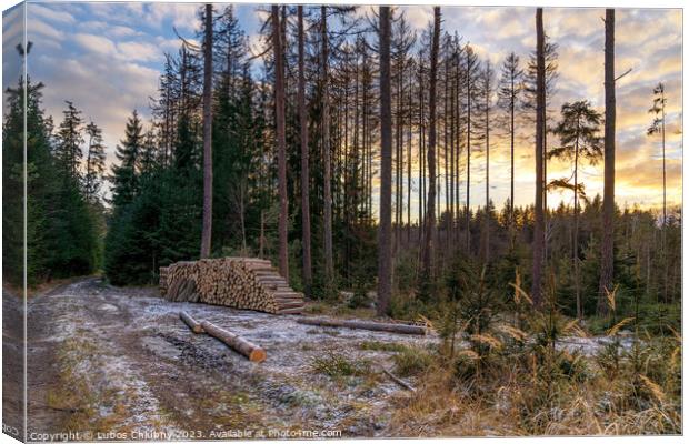 Forest road and a pile of wood. Deforestation of a beautiful forest. Canvas Print by Lubos Chlubny