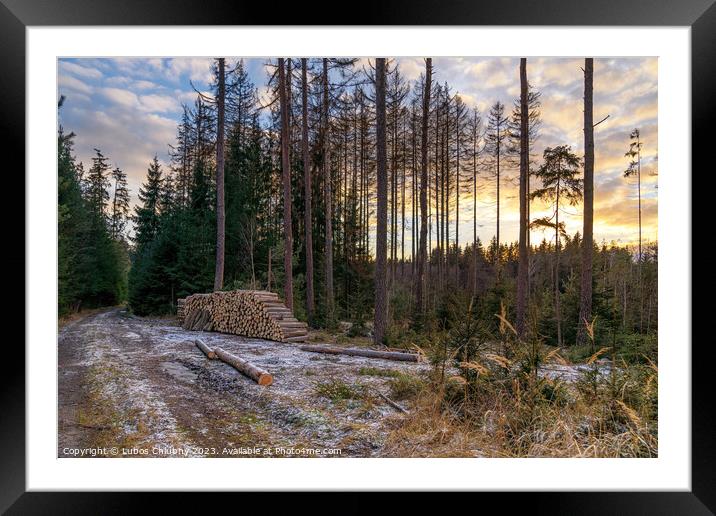 Forest road and a pile of wood. Deforestation of a beautiful forest. Framed Mounted Print by Lubos Chlubny