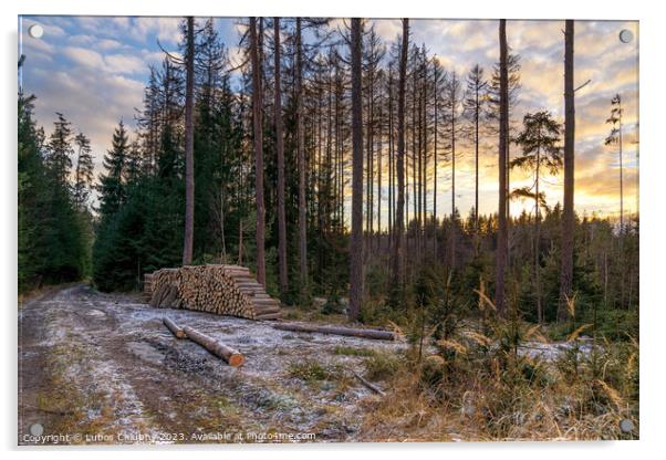 Forest road and a pile of wood. Deforestation of a beautiful forest. Acrylic by Lubos Chlubny