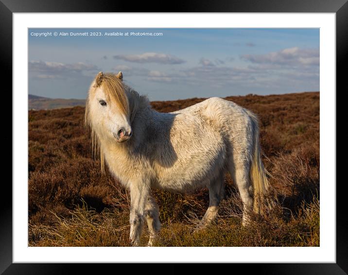 Shropshire pony Framed Mounted Print by Alan Dunnett