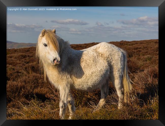 Shropshire pony Framed Print by Alan Dunnett