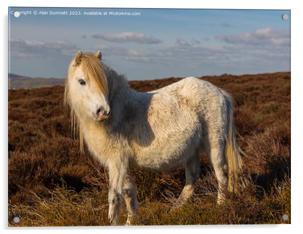 Shropshire pony Acrylic by Alan Dunnett
