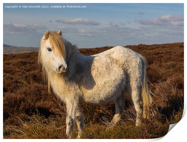 Shropshire pony Print by Alan Dunnett