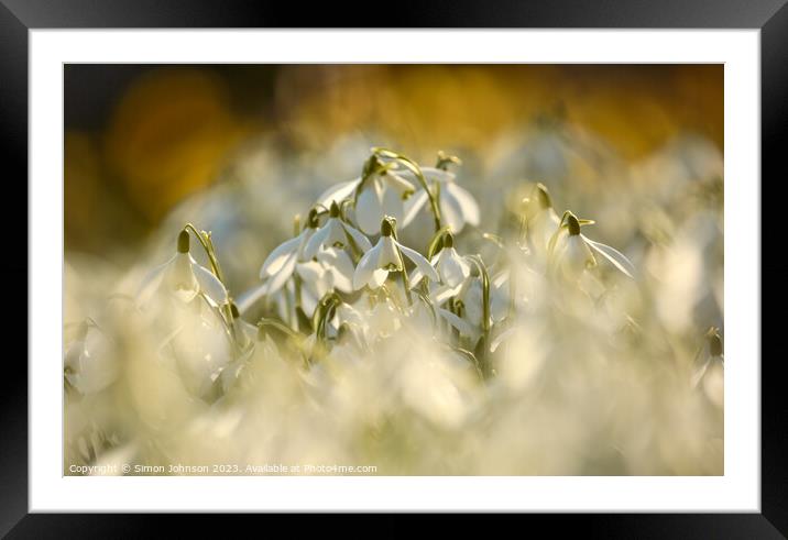 A close up of a flower Framed Mounted Print by Simon Johnson