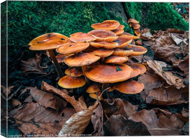 Fungus  Canvas Print by Jane Metters