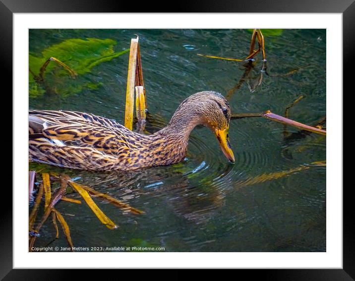 Looking into the Water Framed Mounted Print by Jane Metters