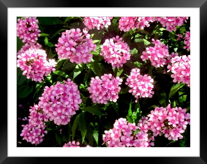 Pink Flowers Framed Mounted Print by Stephanie Moore