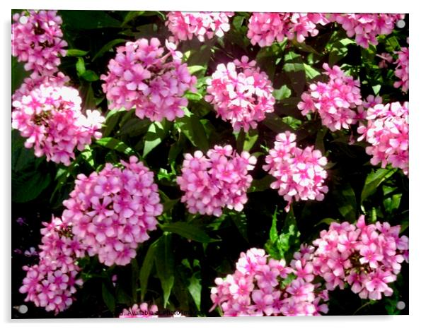 Pink Flowers Acrylic by Stephanie Moore