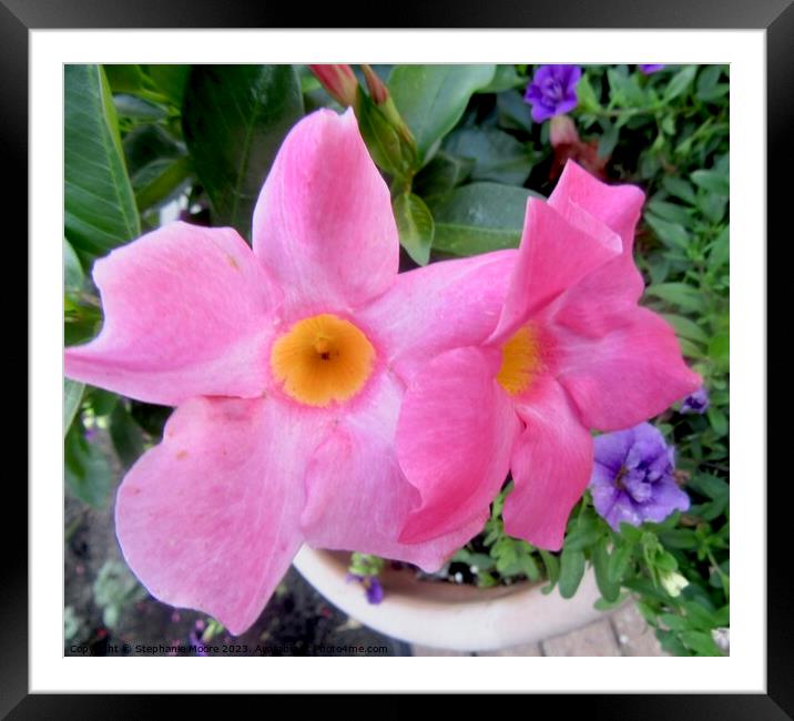 Pink flowers Framed Mounted Print by Stephanie Moore