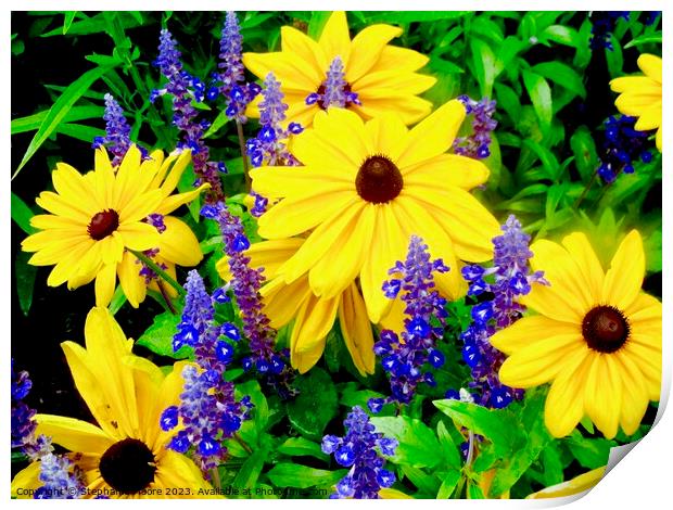 Brown Eyed Susans Print by Stephanie Moore