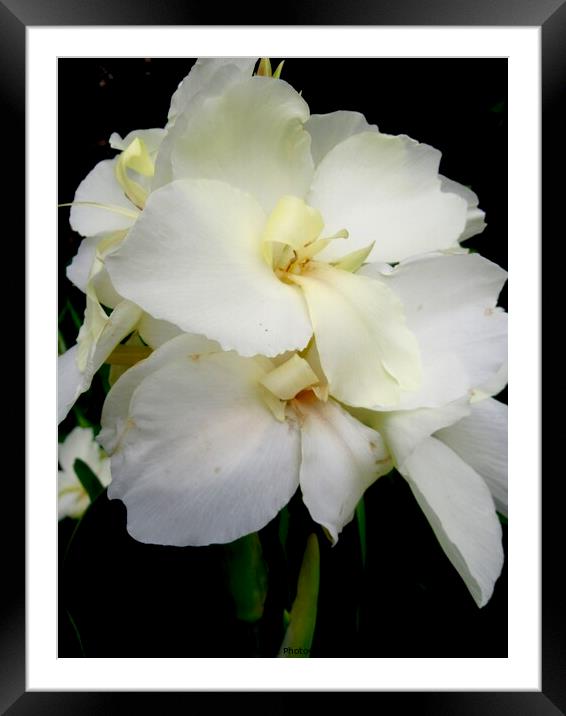 White Orchids Framed Mounted Print by Stephanie Moore
