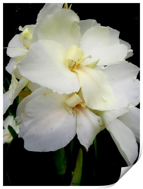 White Orchids Print by Stephanie Moore