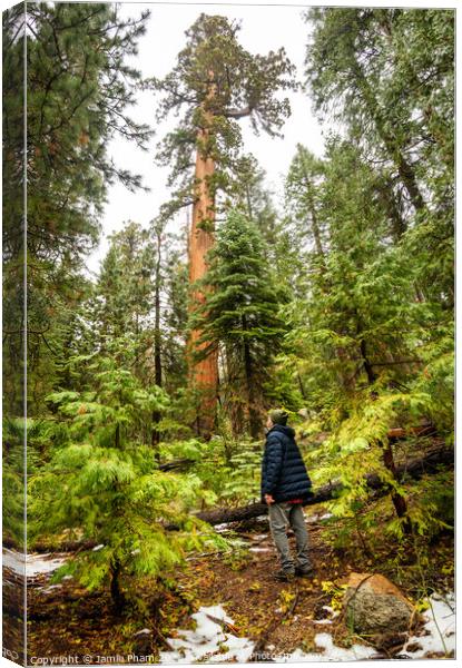 A Man in the Woods Canvas Print by Jamie Pham