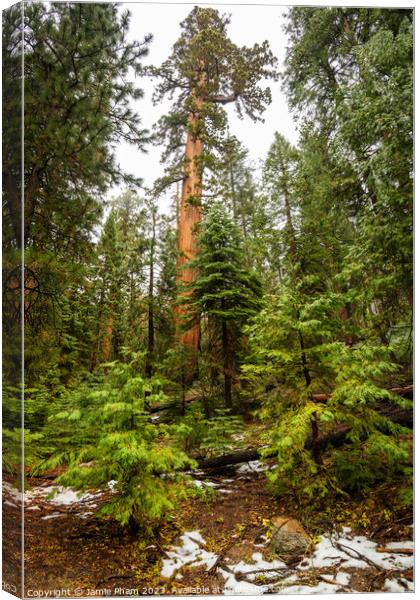 Sequoia in Forest Canvas Print by Jamie Pham