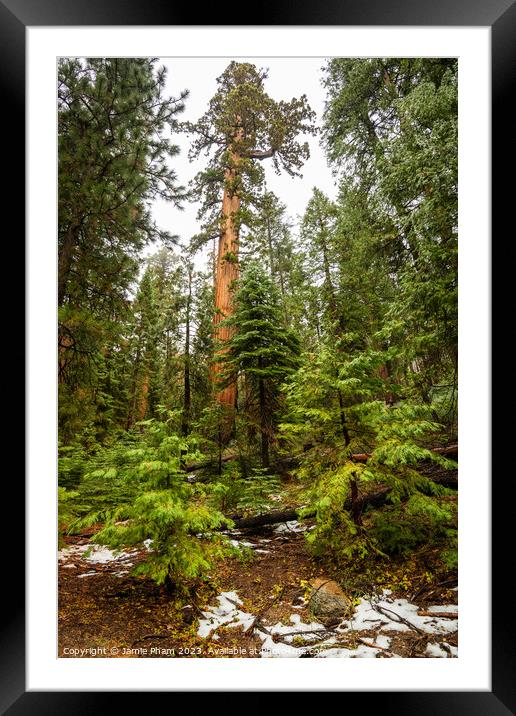Sequoia in Forest Framed Mounted Print by Jamie Pham