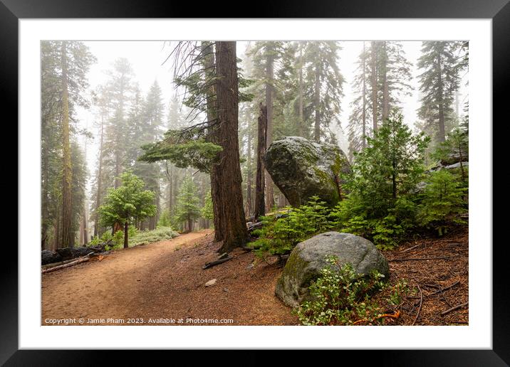 Misty Forest Framed Mounted Print by Jamie Pham