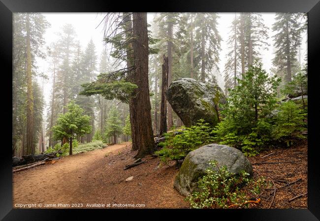 Misty Forest Framed Print by Jamie Pham