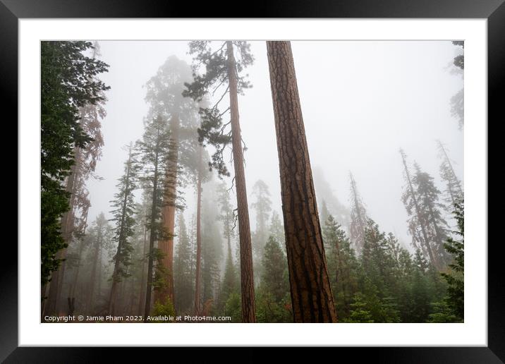 Misty Forest Giant Framed Mounted Print by Jamie Pham